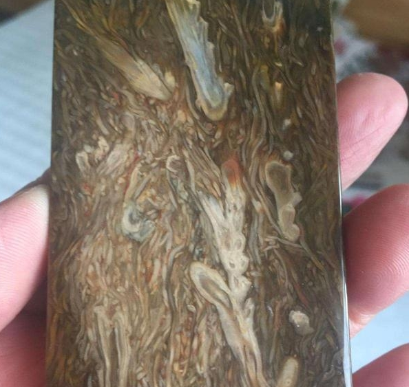 现在文玩市场又出现一种新的玉石——桫椤玉  第14张