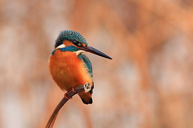 三分钟带你了解翡翠！  第3张