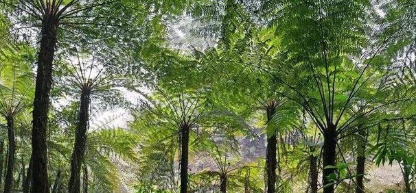 现在文玩市场又出现一种新的玉石——桫椤玉  第8张