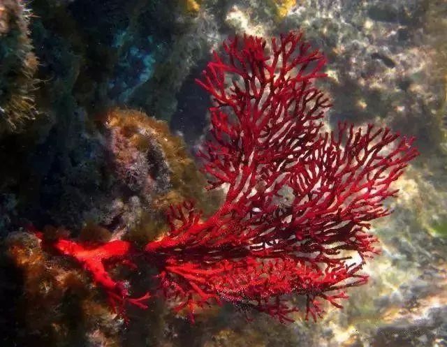 清代官员帽子最高处那颗"顶珠"，到底有多值钱  第13张