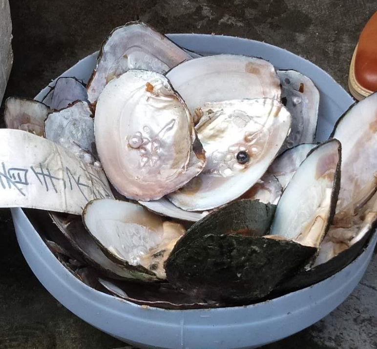 冰种翡翠手镯有石纹像什么样开蚌现取珍珠，真的是天然珍珠吗？值得花钱购买吗？  第2张