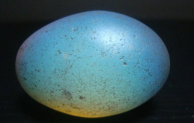 翡翠手镯鉴别好坏中国的“欧泊热”可以持续升温吗？欧珀目前价值还处于低谷  第8张