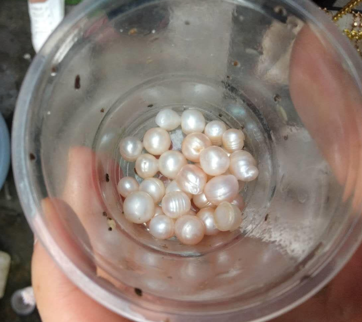 冰种翡翠手镯有石纹像什么样开蚌现取珍珠，真的是天然珍珠吗？值得花钱购买吗？  第6张