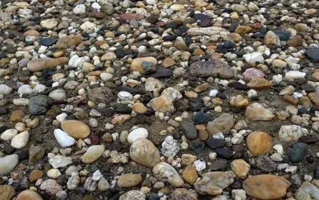 58万，奇石萝卜卖出人参价！  第7张