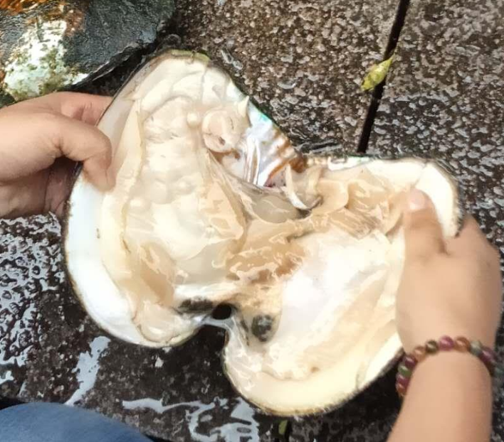 冰种翡翠手镯有石纹像什么样开蚌现取珍珠，真的是天然珍珠吗？值得花钱购买吗？  第3张