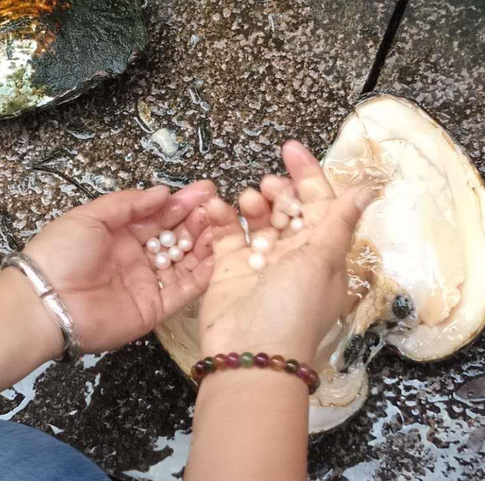 冰种翡翠手镯有石纹像什么样开蚌现取珍珠，真的是天然珍珠吗？值得花钱购买吗？  第5张