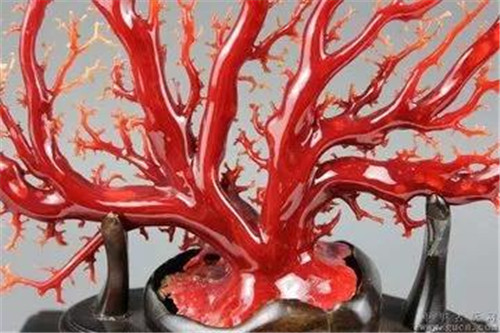 什么样的珊瑚玉更具有价值呢？  第2张