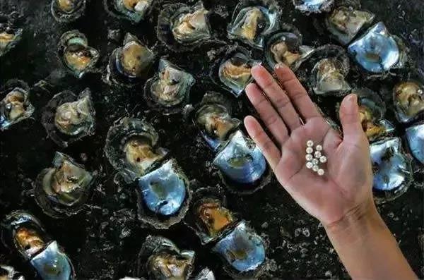 市场上99%的珍珠一碰就掉皮，还卖的死贵！这个“锅”谁来背？  第8张