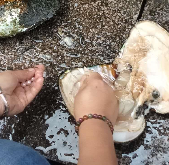 冰种翡翠手镯有石纹像什么样开蚌现取珍珠，真的是天然珍珠吗？值得花钱购买吗？  第4张