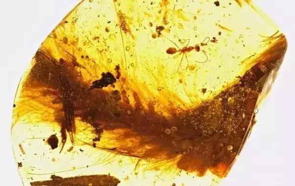 翡翠手镯 女人缅甸琥珀和波罗的海琥珀有哪些区别？  第12张