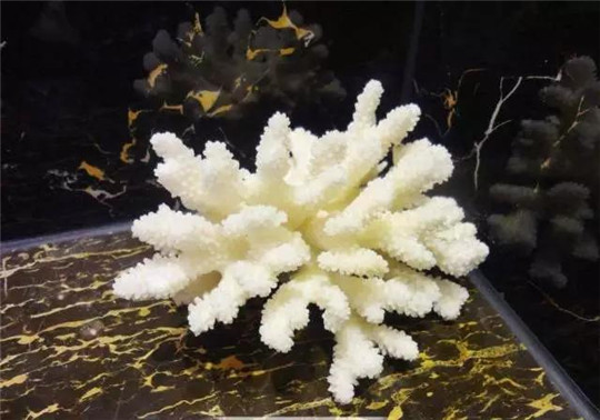珊瑚品种究竟哪个价值更高呢？  第2张