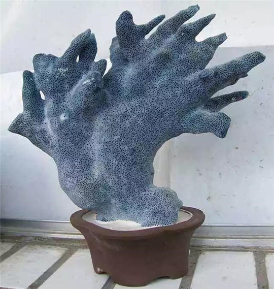 珊瑚品种究竟哪个价值更高呢？  第3张