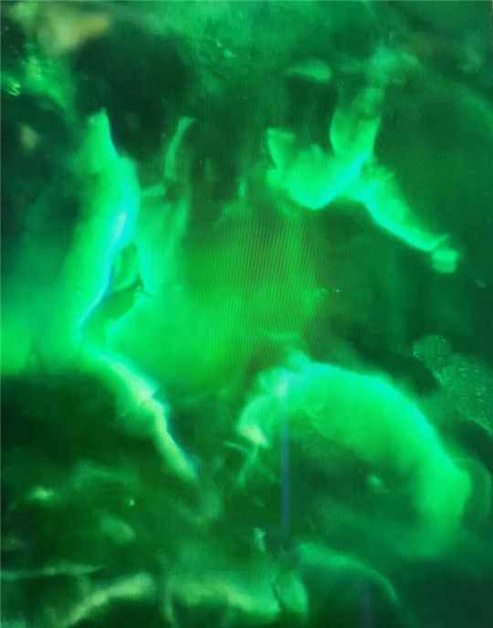 什么样的祖母绿更有价值？  第3张