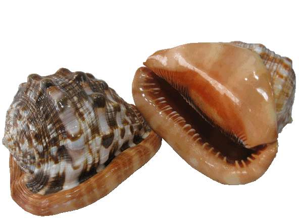 翡翠串珠项链编织教程为什么血砗磲可以卖的这么贵？  第7张