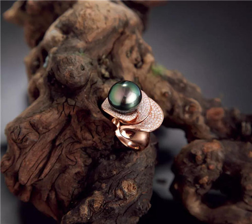 黑珍珠优雅而令人心伤的传说！  第1张