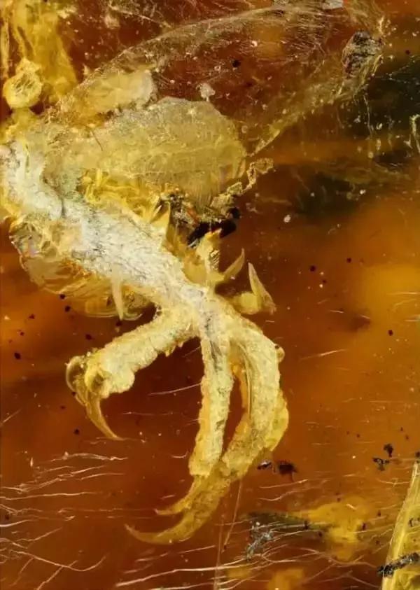 翡翠手镯 女人缅甸琥珀和波罗的海琥珀有哪些区别？  第11张