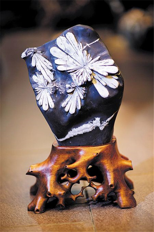 生在石头上的菊花——天然菊花石  第1张