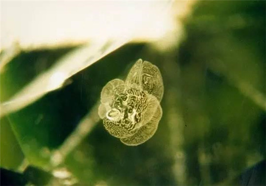 橄榄石主要产地有哪些，切工有什么讲究？  第7张