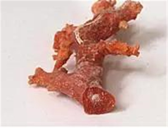 珊瑚品种究竟哪个价值更高呢？  第5张