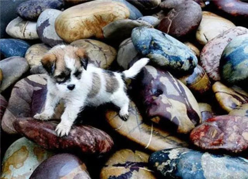 这个村庄的人不种田不种地，却靠捡石头家家买车买房  第6张