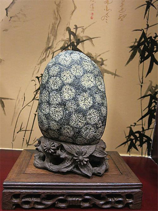 生在石头上的菊花——天然菊花石  第2张