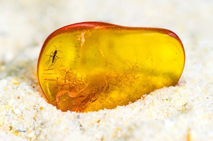 如何辨别琥珀还是塑料   琥珀保养 