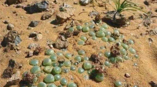 那里收购翡翠手镯为什么在去非洲旅游的时候不可以捡地上的玉石？  第2张