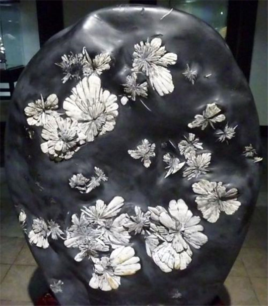 生在石头上的菊花——天然菊花石  第3张