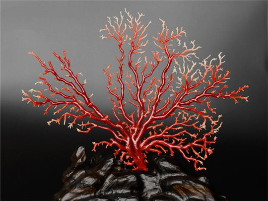 什么样的红珊瑚很值钱？  第2张