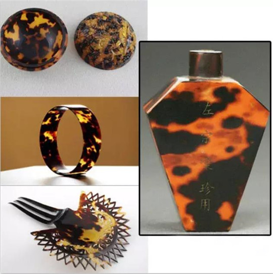 都说玳瑁全身都是宝，那么它身上究竟都有什么宝贝？  第6张