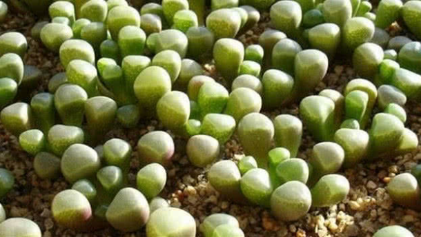 那里收购翡翠手镯为什么在去非洲旅游的时候不可以捡地上的玉石？  第1张