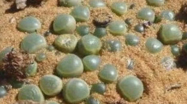 那里收购翡翠手镯为什么在去非洲旅游的时候不可以捡地上的玉石？  第3张