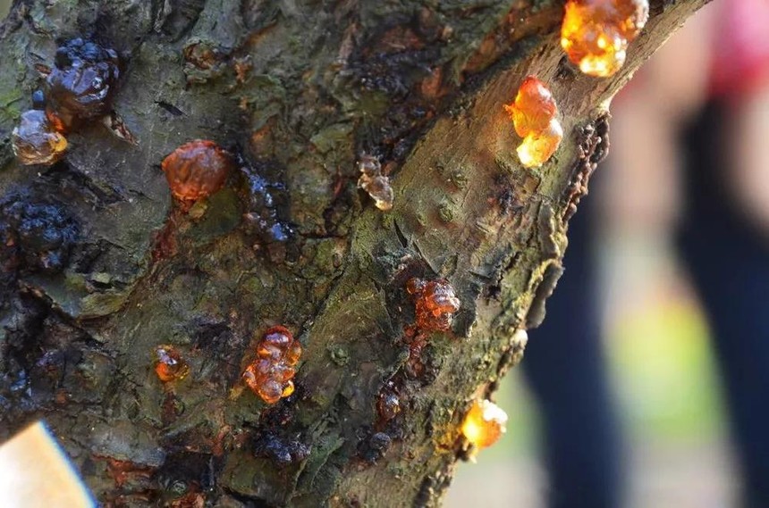 翡翠手镯 女人缅甸琥珀和波罗的海琥珀有哪些区别？  第1张