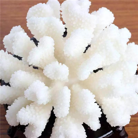 珊瑚品种究竟哪个价值更高呢？  第8张