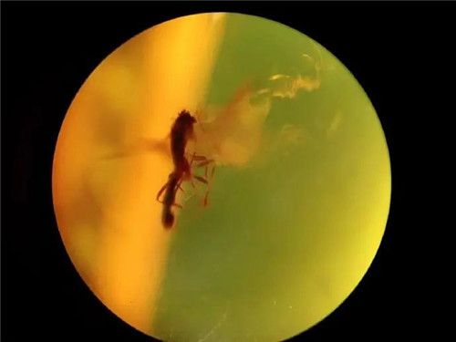 原来琥珀这么多种类，你分的清吗？  第5张