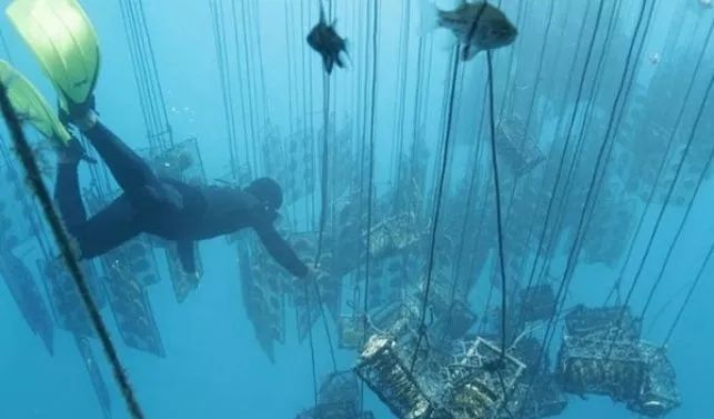 南洋珍珠和AKOYA珍珠作为升值黑马，很受市场关注，哪个更值得入手呢？  第16张