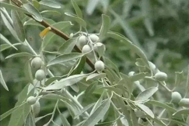 析木玉和沙枣青——和田籽料中的潜力股  第2张