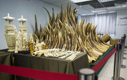 中国取缔象牙合法贸易, 象牙价格在中国大幅下跌65% 第3张