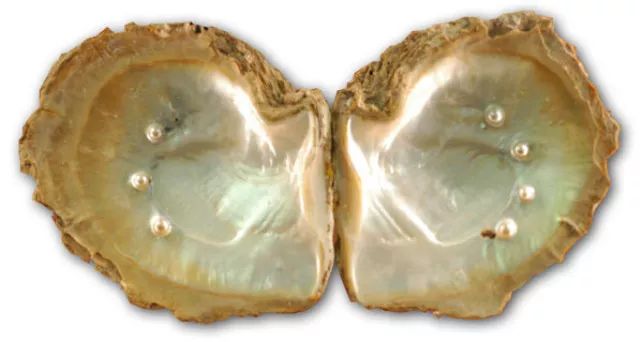 南洋珍珠和AKOYA珍珠作为升值黑马，很受市场关注，哪个更值得入手呢？  第6张