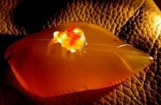 白色表皮的翡翠原石金丝玉，又称石英岩玉，玉石界的新起之秀。近些年，得到了广大消费者的青睐。主要产于新疆阶地、戈壁滩、沙漠等地域，以黄、红、白为主，具有极高的收藏价值，尤其是金丝玉雕件作品。 金丝玉，新崛起的玉石贵族！  第6张