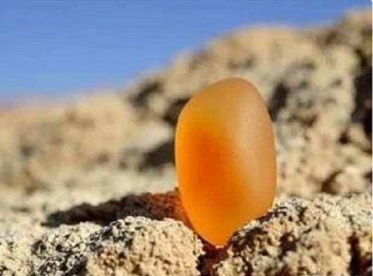 白色表皮的翡翠原石金丝玉，又称石英岩玉，玉石界的新起之秀。近些年，得到了广大消费者的青睐。主要产于新疆阶地、戈壁滩、沙漠等地域，以黄、红、白为主，具有极高的收藏价值，尤其是金丝玉雕件作品。 金丝玉，新崛起的玉石贵族！  第1张