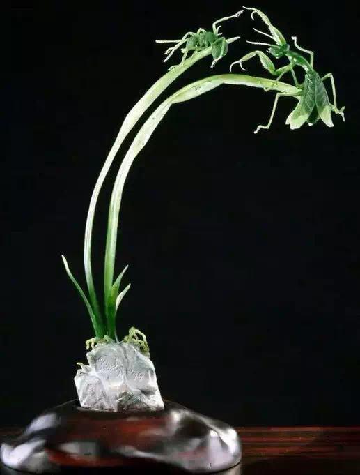 
                这些花花草草居然价值百万，太美了
   第1张