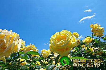 为何紫罗兰花翡翠叫见光死？   第1张