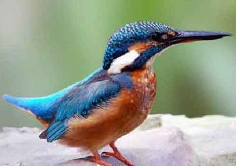 翡翠玉名字的来历 