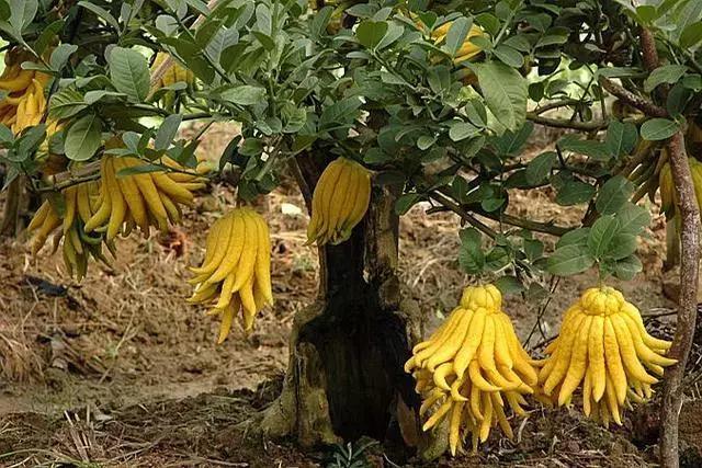 翡翠佛手的寓意和象征是什么?翡翠佛手适合哪些人佩戴? 第3张