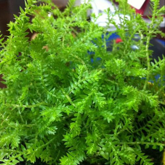 珊瑚草的功效与禁忌 珊瑚草是什么 第1张