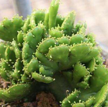 膨珊瑚开花图片 膨珊瑚开花期多长时间   第1张