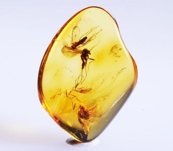 琥珀怎么分辨真假 琥珀相关介绍 第2张