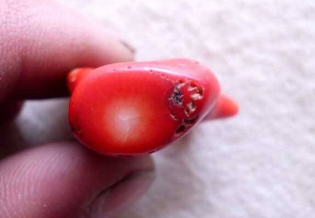 红珊瑚发白补救篇 红珊瑚发白补救措施 第2张