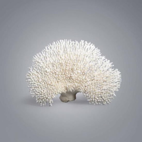 什么样的白珊瑚最值钱 白珊瑚价格是多少   第1张